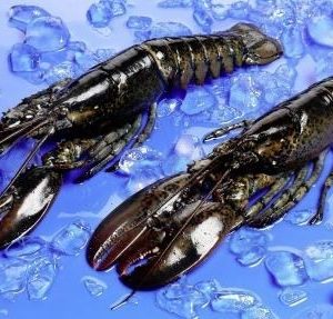 BOGAVANTE CRUDO 350/400 grs/pz C/5 kgs