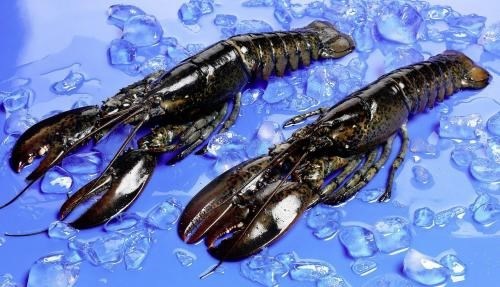 BOGAVANTE CRUDO 350/400 grs/pz C/5 kgs